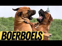 The IDEAL BOERBOEL