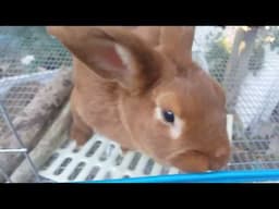 New Zealand Rabbits - Taking a Look at the New Zealand Red Rabbits That Remain at the Rabbitry