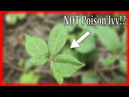 Poison Ivy or Virginia Creeper? The Answer Will SHOCK You