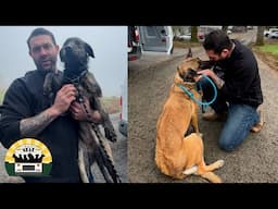 I can't contain my excitement while meeting these Cali shelter dogs | The Asher House