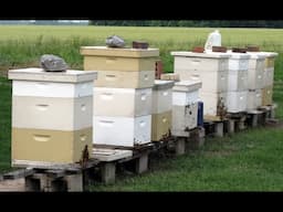 Splitting Bees in Late Summer