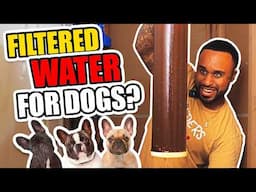 Is your dogs water hurting it!? How to upgrade your dogs water!