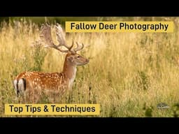 How to Photograph Fallow Deer