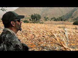 South America Upland Slam: Peru-Western Peruvian Dove | Mark V. Peterson Hunting