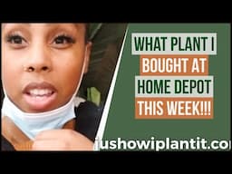 Home Depot Houseplant Shopping- Big Box Store Plant Shopping Tour