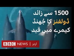 Extraordinary super pod of dolphins caught on camera - BBC URDU