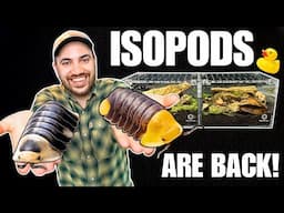 MEET MY DUCKY ISOPODS! How to Setup up a Cubaris Isopod Terrarium