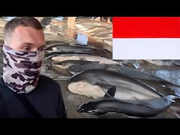 INVESTIGATING INDONESIA'S ILLEGAL SHARK TRADE 🇮🇩