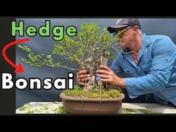 Bonsai Tree Creation Hedge to something special part 7