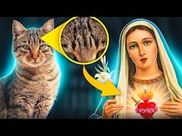 Tabby Cats Are Descendants Of Mary! 10 Facts about Tabby cats you didn't know