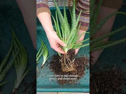 🪴 How to Divide Aloe Vera Pups #garden #houseplants #gardening