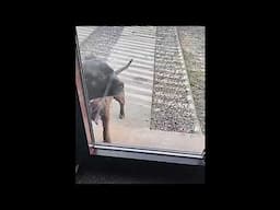 dogs fails compilation 2021