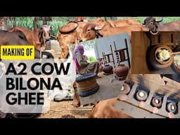 Making Of A2 Cow Bilona Ghee | Traditional Bilona Method A2 Desi Cow Ghee At Nyutam Farm