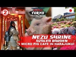 Nezu Shrine Azalea Festival, Micro Pig Cafe in Harajuku & Sakura in Ueno | Tokyo Travel Vlog Ep 2