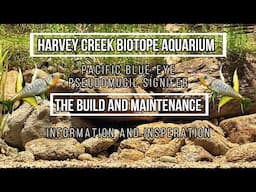 Harvey Creek Biotope Aquarium, The Build and Maintenance, Pacific Blue-eye Natural Habitat.