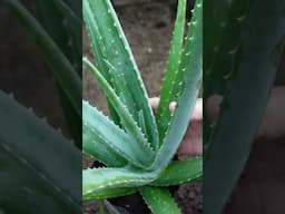 Pots for Aloe vera