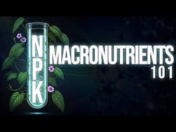 UNDERSTANDING NPK |  MACRONUTRIENTS 101 NITROGEN PHOSPHORUS  POTASSIUM IN HYDROPONICS OR AEROPONICS