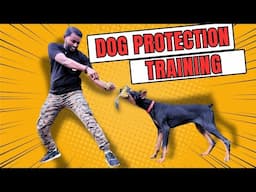 How to Train Your Dog for Protection ( Dog training in Hindi 4k)