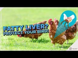 Fatty Liver Syndrome in Chickens: Causes, Symptoms & Treatment