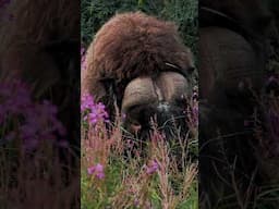 Musk Oxen in the Arctic Tundra of Alaska. #muskox #alaskatravel #arctictundra #nature