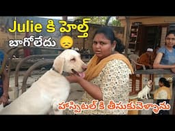 Julie కి హెల్త్ బాగోలేదు హాస్పిటల్ కు తీసుకువెళ్ళాను 😔 || Labrador || keerthi puppy vlogs telugu