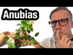 How to Attach Anubias to Driftwood