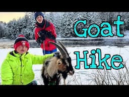 GOAT ADVENTURES - Hiking & Snowshoeing with Pack Goats in Quebec!