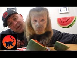 Monkey LOVES Tiny Watermelon!