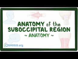 Anatomy of the suboccipital region