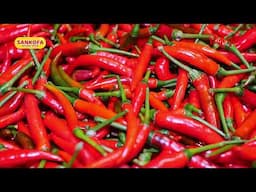 Health Benefits of Red Chilli Pepper- Choose Sankofa Pepper Powder