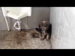 To avoid the heavy rain, the homeless puppy hid in the corner of smelly toilet...