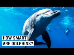 The Surprising Truth About Dolphin Intelligence | 4K