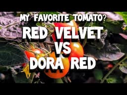 SPIDER FARMER NEW G12 GARDEN - FAVORITE TOMATO -  RED VELVET  VS  DORA RED