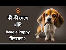 How to identify original beagle puppy | Purebred identification marks | Bengali | QDogS