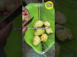 Healthy ஜூஸ் இப்படிதான் குடிக்கனும்  | நோனி பழம் ஜூஸ் Healthy #arun #gardening #maadi_thottam