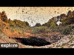 Bracken Bat Cave Viewing Area - Bat Conservation International | Highlights