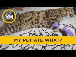 New Episodes of 'My Pet Ate What?' on CTV Wild | Your Morning