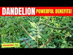 🌿Jamaican Dandelion: A NATURAL Fighter Against Diabetes & Hypertension! 🇯🇲