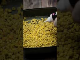 Smarter Sweetcorn for the Smarter Carper! #shorts Mainline Baits Carp Fishing TV