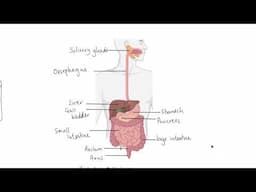 GCSE Biology - B3 Digestion OVERVIEW