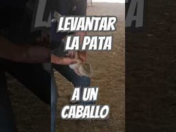 Tip- Levantar la pata a un caballo