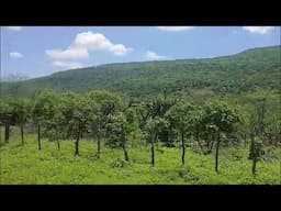 A BELEZA DA SERRA E O CANTO DOS PASARINHOS - vídeo de Márcia Medeiros