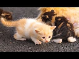 Kittens trot next to animals: Dogs, pigs, rabbits, ducks, chickens - Cat meowing