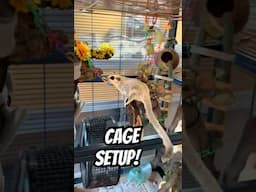 Sugar Glider Cage Setup!  #sugarglider #sugargliderlover #sugarbear #pets #cutepets #adorable #pet