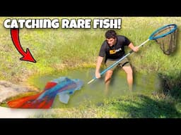 I Found RARE BETTA FISH In This CREEK!