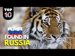 10 UNIQUE Animals Found in Russia 🇷🇺