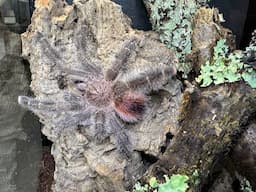 Avicularia variegata, Amazon Giant Pink Toe  rehouse and care