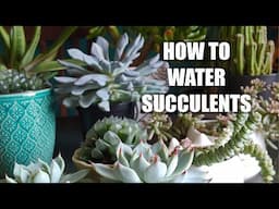 HOW I WATER SUCCULENTS! Watering Succulent Plants For Beginners. Tips and Tricks to Water Succulents