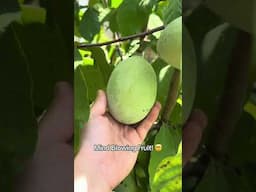 This INSANE Cold-Hardy Fruit Will Change Gardening FOREVER! 🌱🍇 (You Won’t Believe It!)