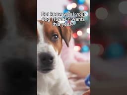 What your dog REALLY wants for Christmas